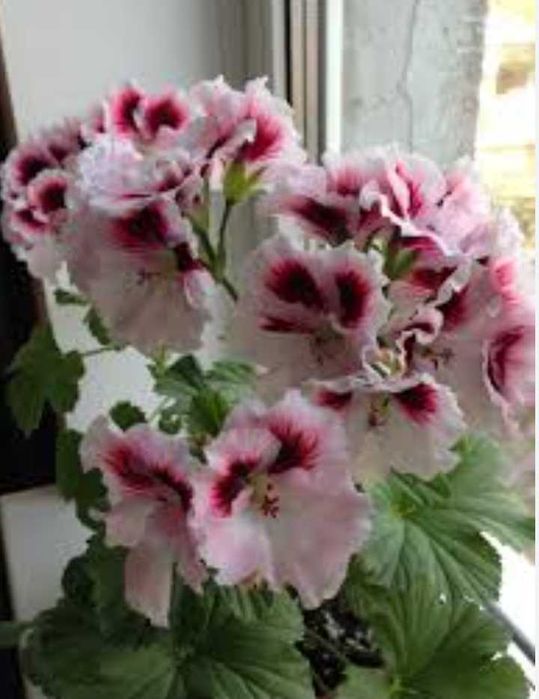 Королівська пеларгонія