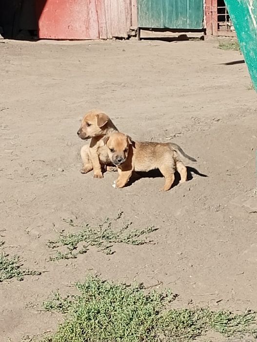 Подарую хороших собачок