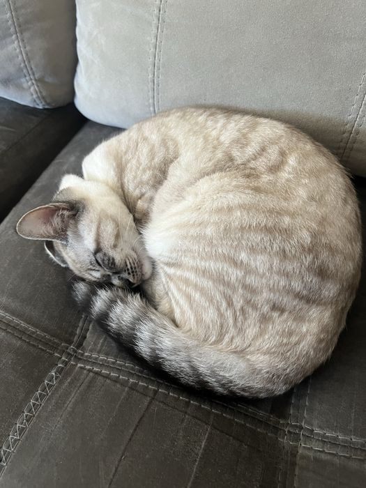 Gatinho de 1 ano a procura de uma nova familia