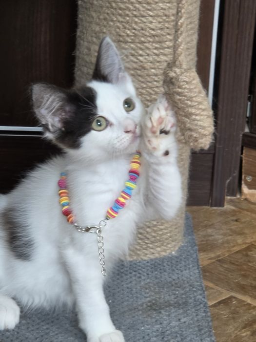 Котята мальчишки манчкин лонг