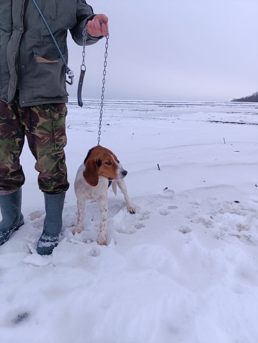 Естонська  гонча