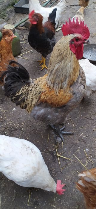 Петух на племя гриз сендри