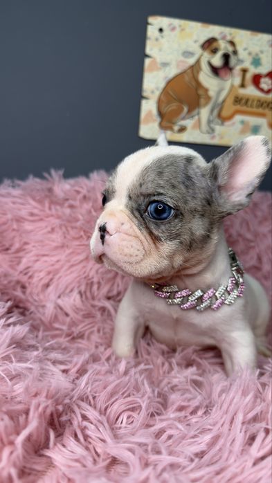 Menina buldog frances blue merle pied