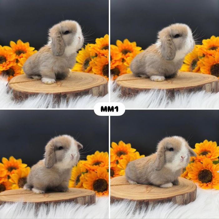 Królik mini lopp