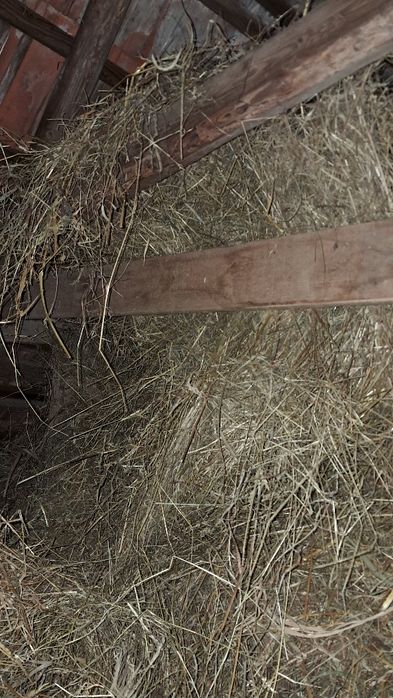 продам сіно люцерна 2.3 роки