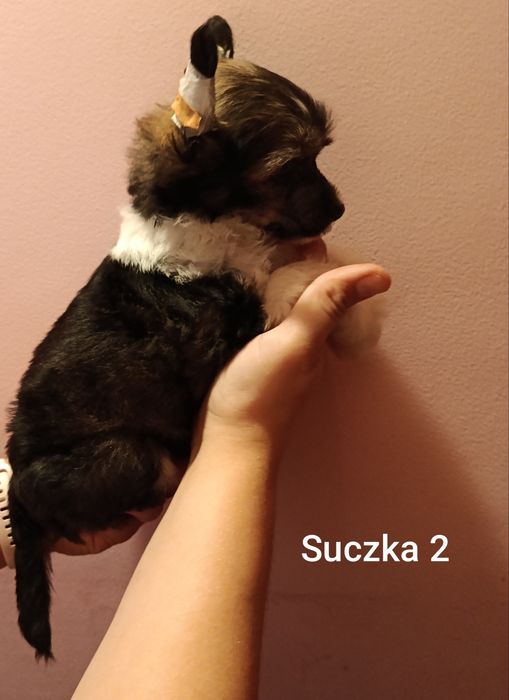 Śliczne grzywacze chińskie power puff
