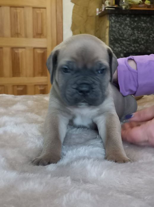 Девочки и мальчики кане корсо!