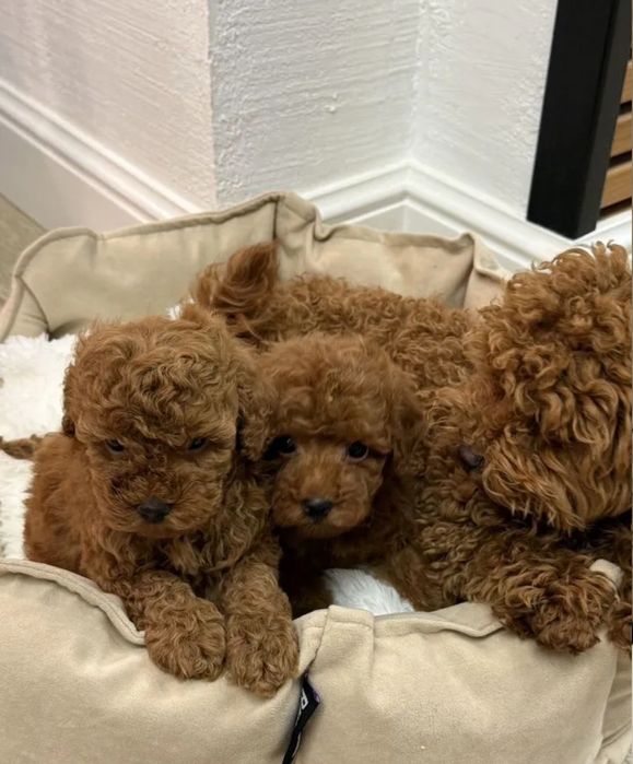 Вибір неймовірних малюків той пудель