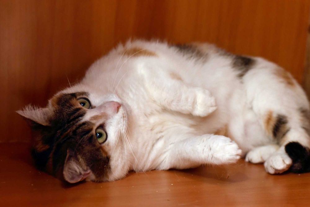 Нежная кошечка Цветочек ищет свой дом