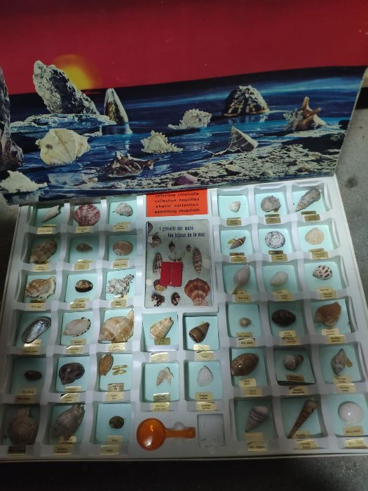 Coleção de Conchas e Búzios