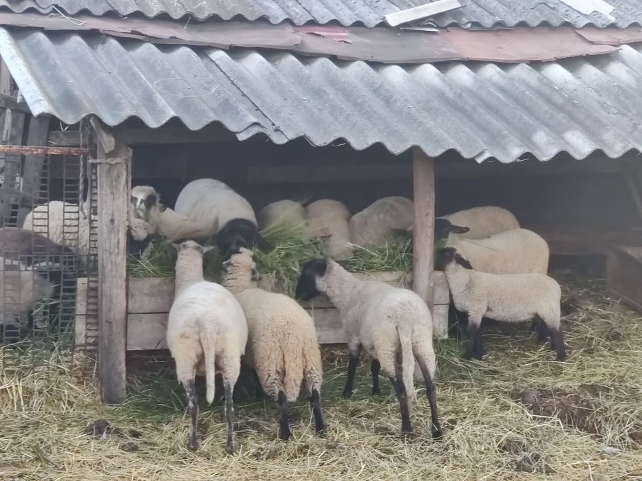 Продам баранів, овечки, вівці, ягнички