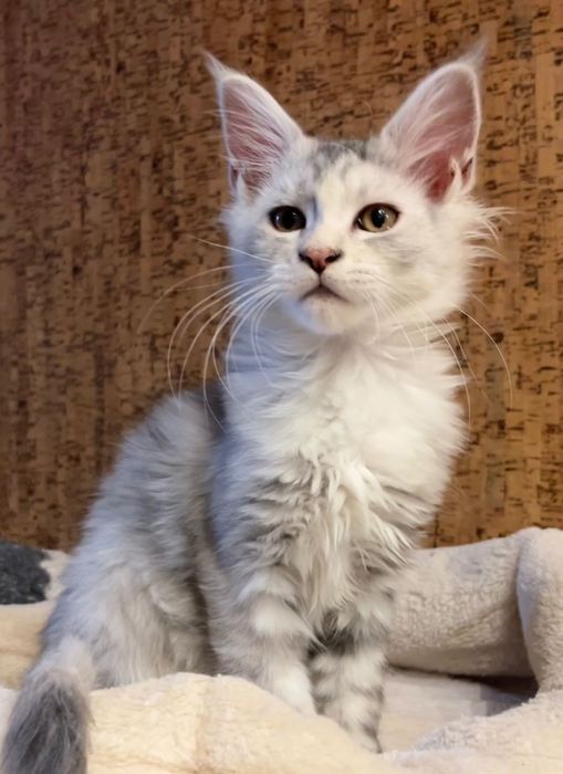 Magiczna koteczka Maine Coon SREBRZYSTA SZYLKRETKA