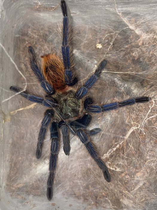 Chromatopelma cyaneopubescens Samiec ok 4DC