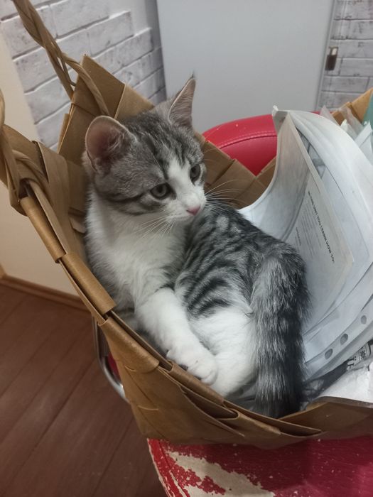 Подарую кошеня в добрі руки