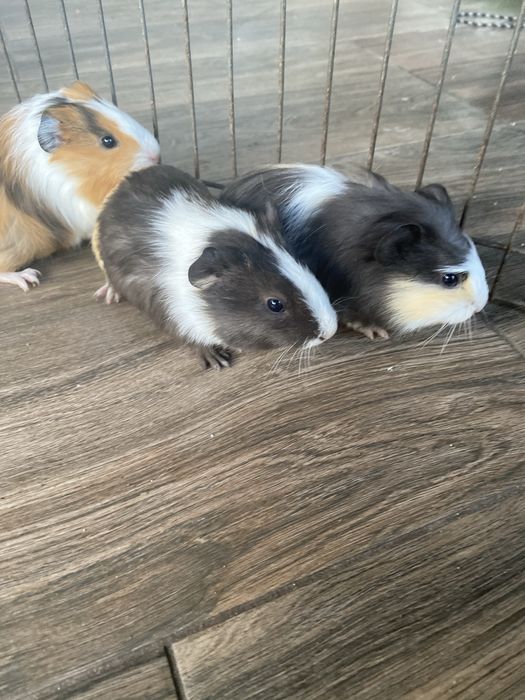 Świnki morskie, młode