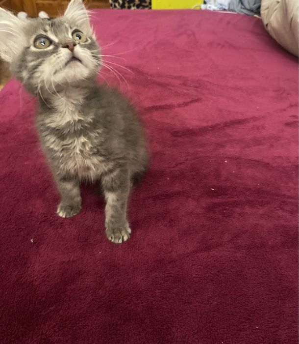 Шотландский мальчик