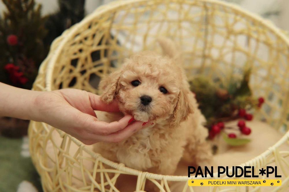 Pudel Toy/Mała Miniaturka Nietypowa Suczka Kremowa Płowa Już Odbiór
