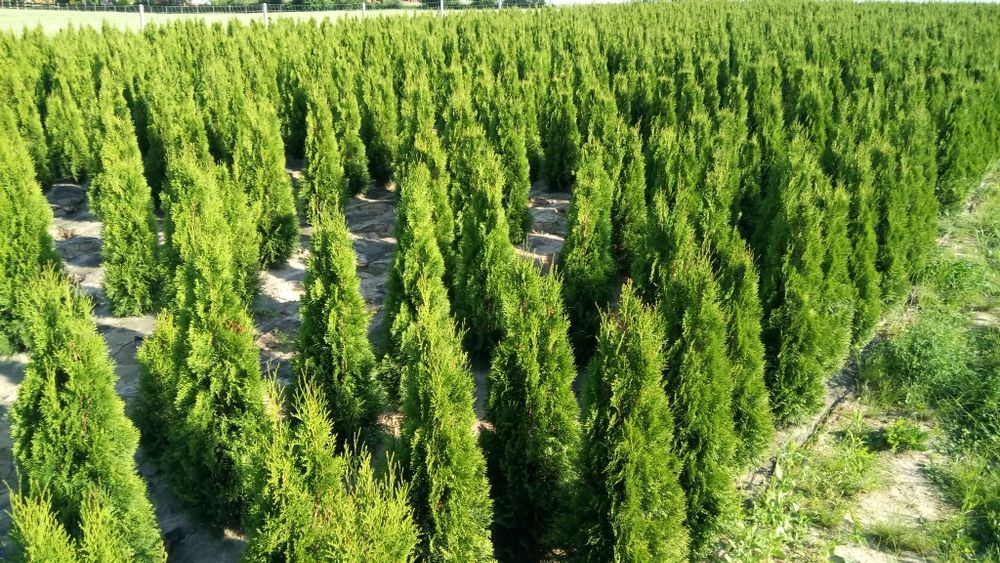 Tuja,thuja, tuje,thuje szmaragd140- 150 cm