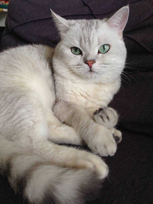 В'язка від Британця - супер-ексклюзивна пропозиція для киць.