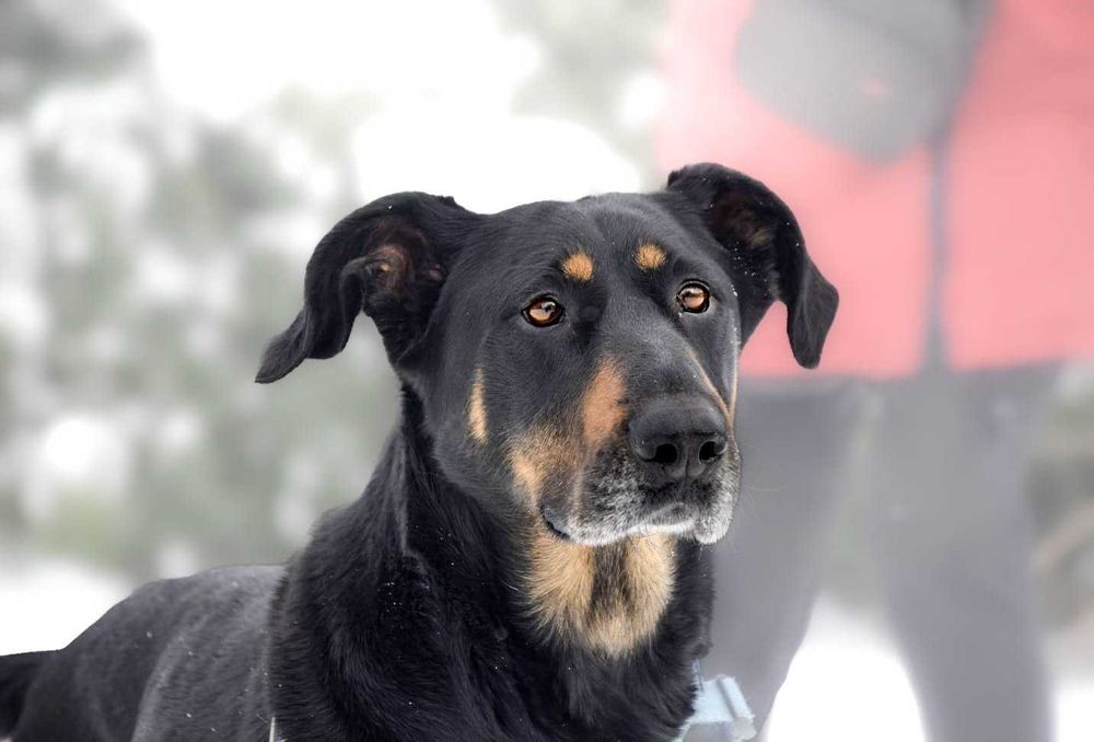 Piękna i dumna DORA chętnie pobiegnie do domu