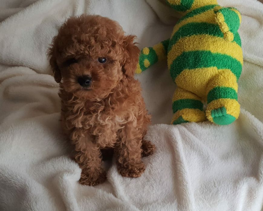 Maltipoo przepiekny ! Szczeniak hybryda pudel toy + maltanczyk
