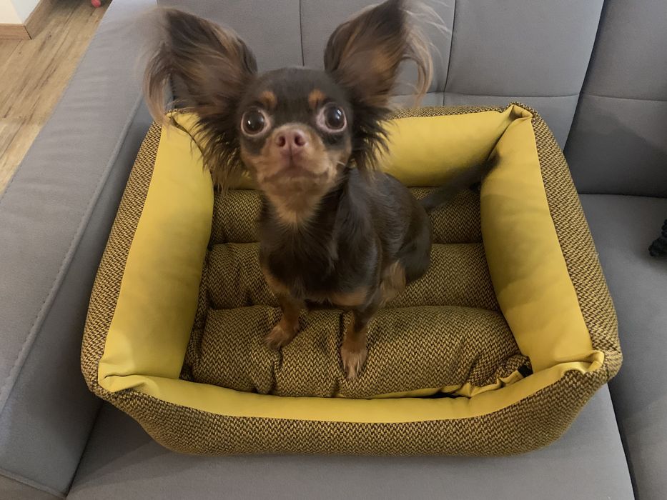 Legowisko dla psa Amiplay Morgan Sofa ZipClean 4 in 1  rozmiar S