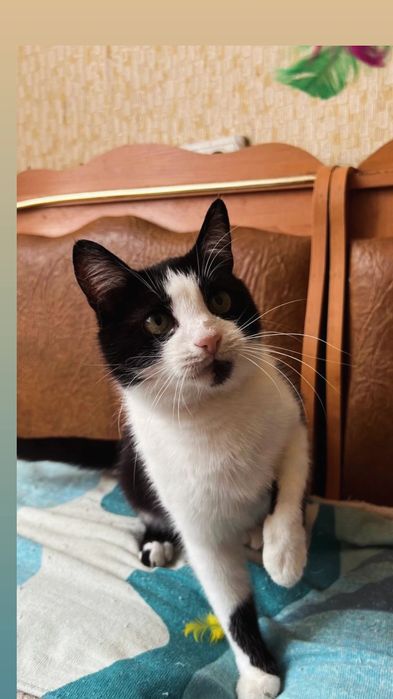 Отдам черно-белую кошку,  стерилизована, 4 года