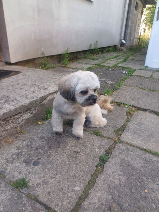 Доброго дня Шукаємо пару для хлопчика ши-цу Можливо хтось хоче звести