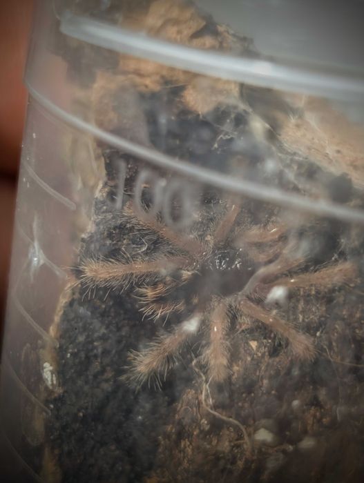 Ptasznik Avicularia avicularia L3/4