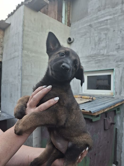 Продаються  цуценята бельгійської вівчарки