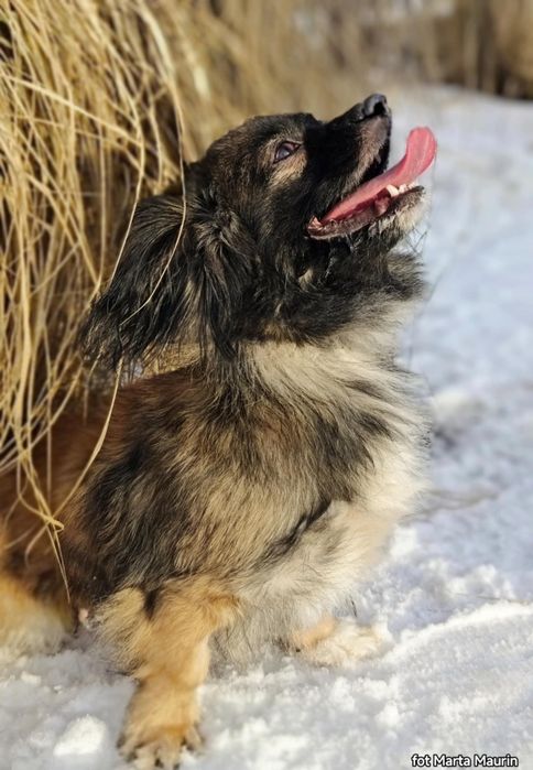 PEKINKA - szuka wyjątkowego Domu