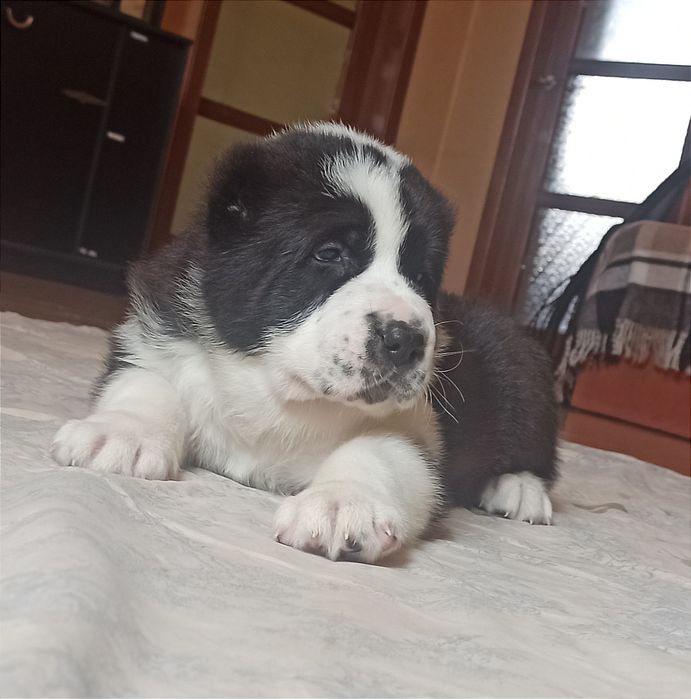 Щенки САО алабай