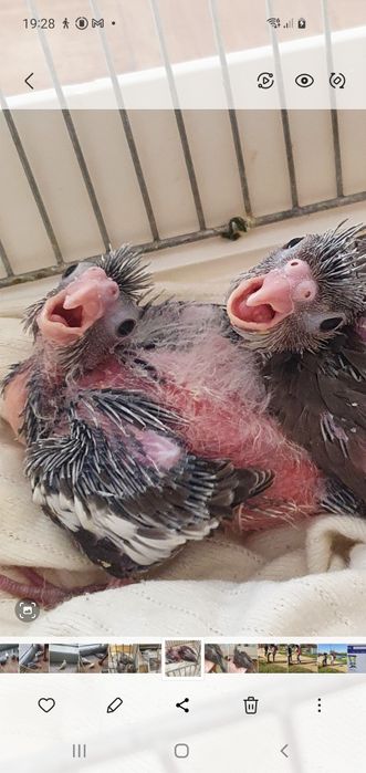 Caturras bébés a comer à seringa