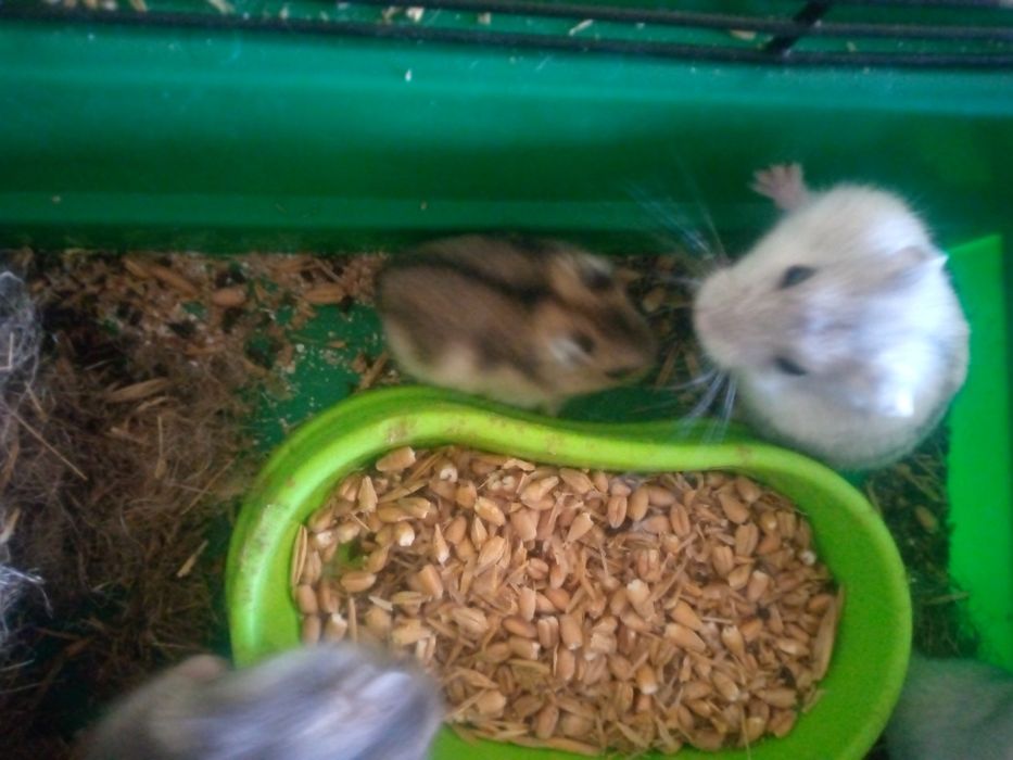 Хомячки Кременчуг