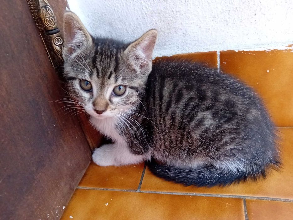 Continua disponível Dá-se 2 gatas bebés de 2 meses