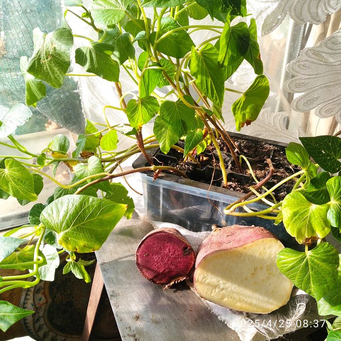 Рассада батата из Одессы