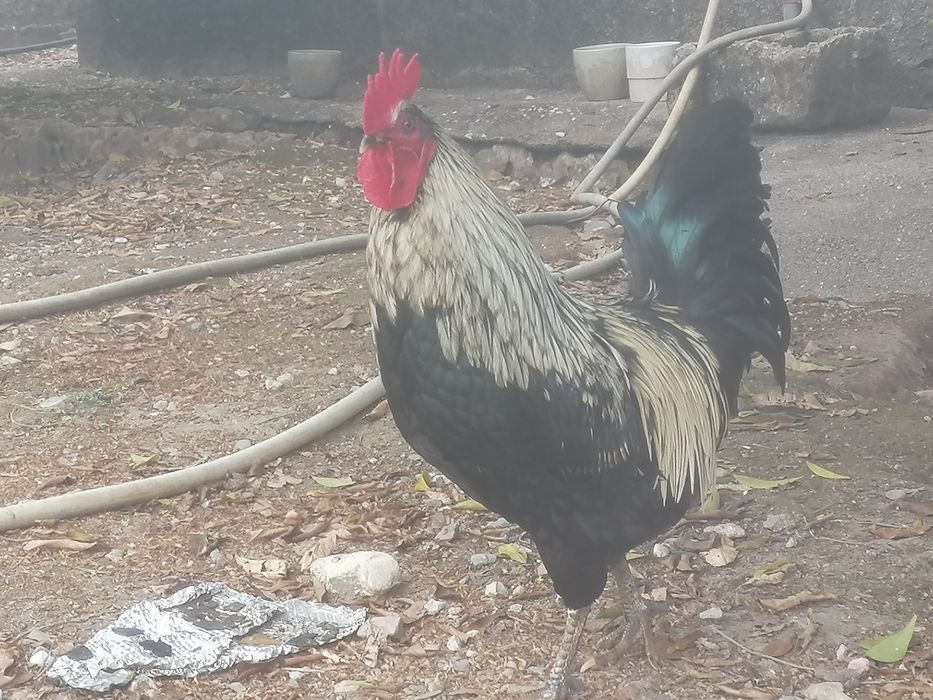 Phoenix X galinha preta