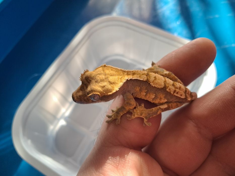 Gekon orzęsiony  nr24