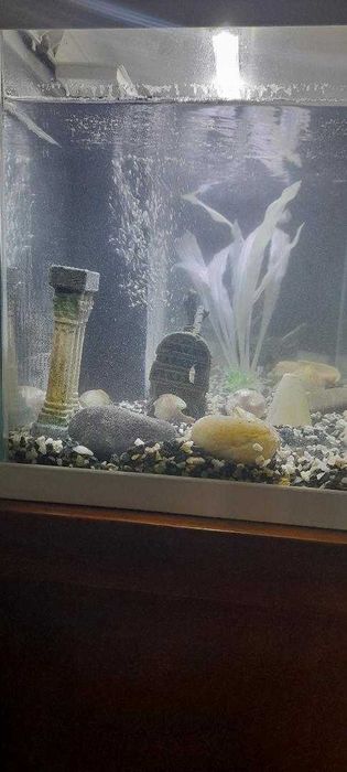 Aquário de peixes agua