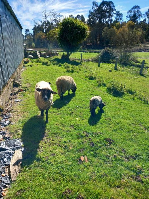 3 Ovelhas sufflok e um anho