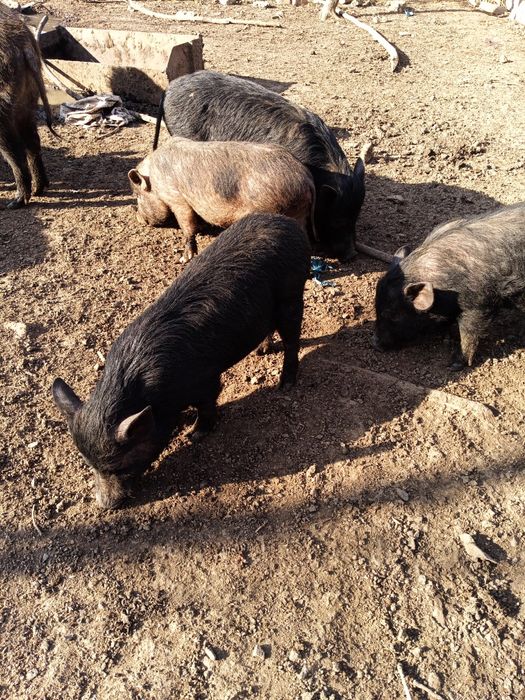 В'єтнамські свині