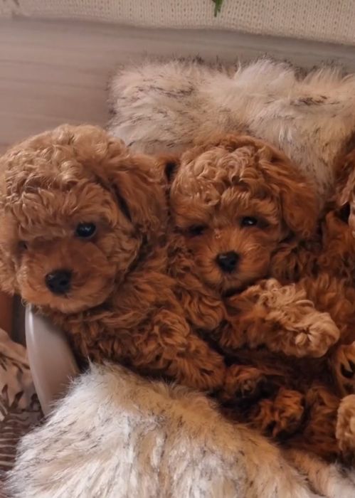 Гарні малюки, супер якості.той пудель