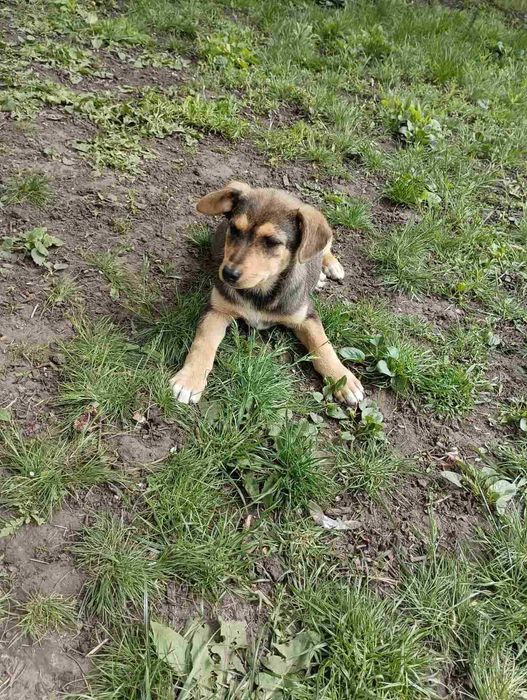 Чудові песики у добрі руки