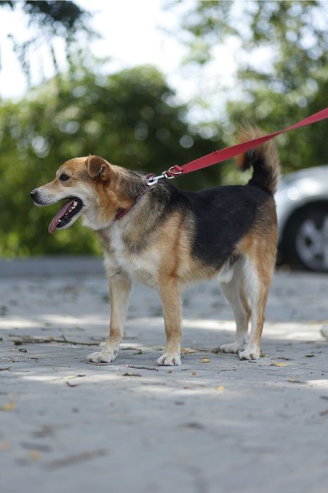 Mały pies 15 kg | Dla aktywnej osoby lub pary