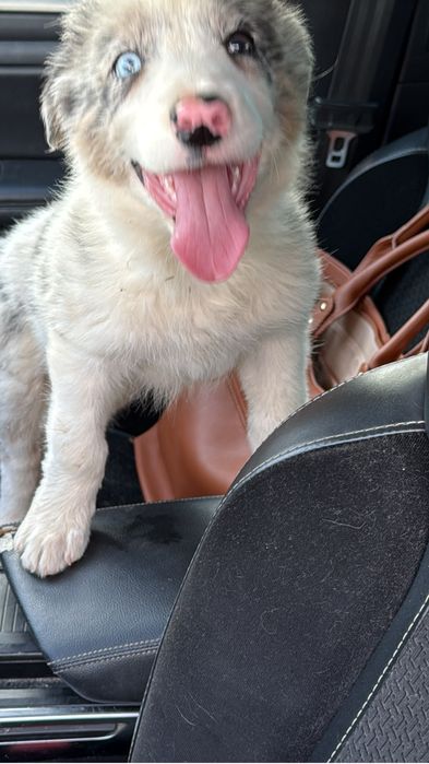 Border collie merle