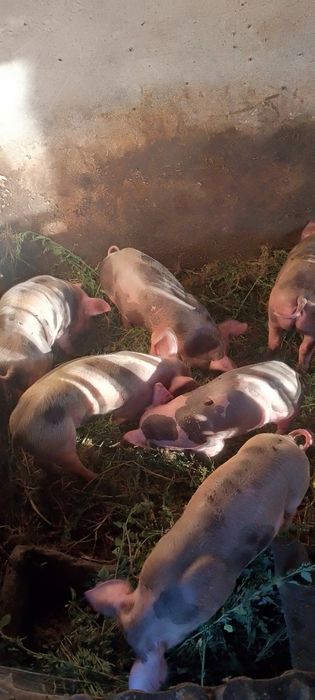 Поросята м'ясних і сало-м'ясних порід