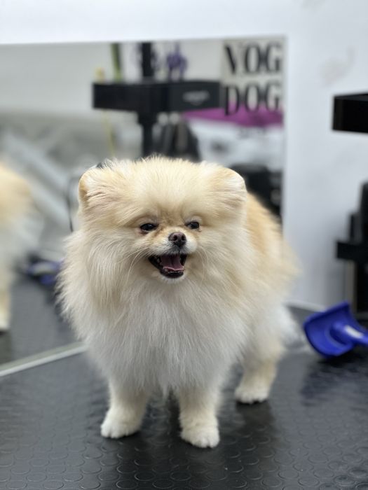 Шпіц хлопчик для в’язки — м. Кропивницький