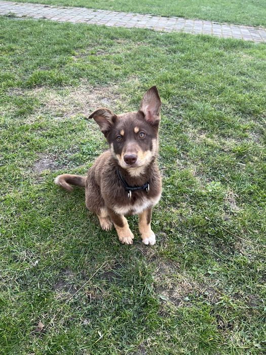 Відам собаку в добрі руки
