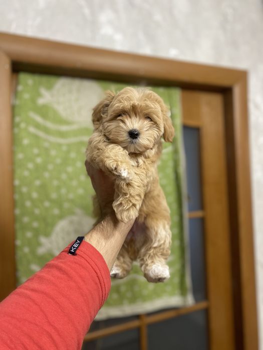 Мальтіпу (мальтипу) найгарніші цуценятка