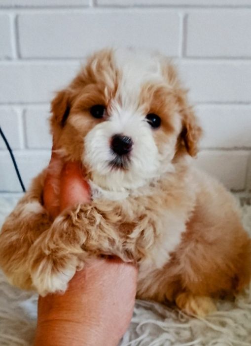 ZAREZERWOWANY !!!Śliczny piesek Maltipoo